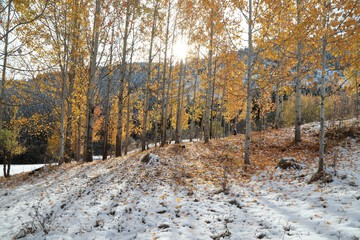 Fototapeta na wymiar October mountain beech forest with first winter snow