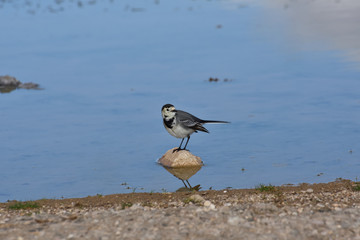 White Wagtail and its reflection in the water of a small lagoon
