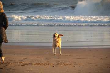A dog running in the beach, Carcavelos, Portugal