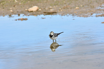 White Wagtail and its reflection in the water of a small lagoon