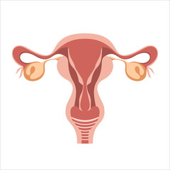 Female Reproductive System