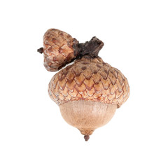 acorn isolated on white background close-up © Germanova Antonina