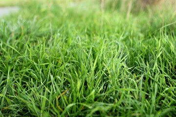 photo of juicy green grass with dew and rain drops, background