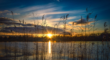 cranes at sunset