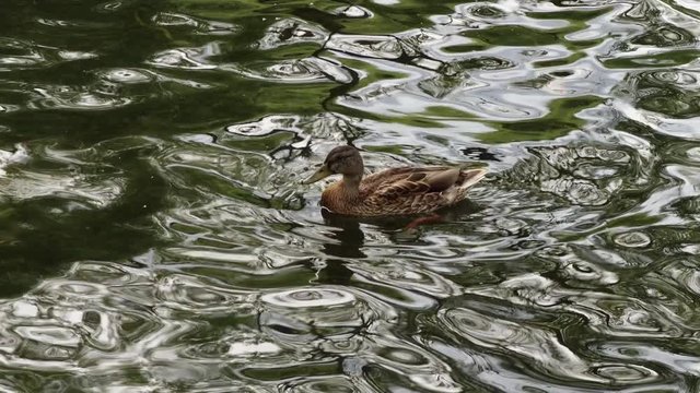 Cute single brown wild duck floating in a pond
