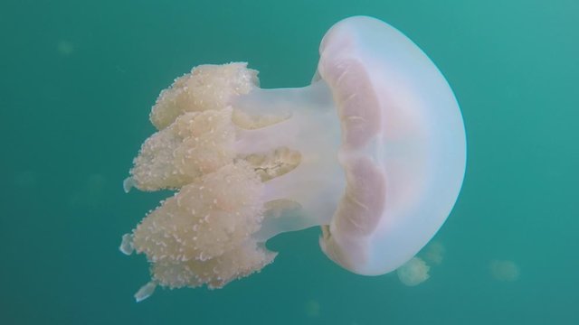 In the lake the Island Eil Malk of the archipelago of Palau is home to millions of jellyfish