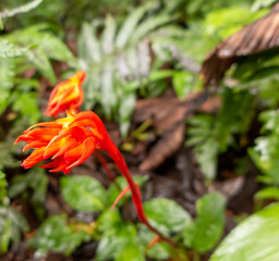 Impressionen aus dem Regenwald von Costa Rica insbesondere aus dem Nebelwald von Santa Elena.
