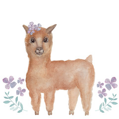 Cute realistic alpaca. Hand drawn. Watercolor brown alpaca with hydrangea flowers. Isolated on white background. Trendy. Copy space. Clip art. Cartoon. Funny character of African animal. Kids textile