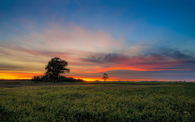sunset over wheat field