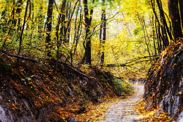 Beautiful and romantic autumn forest