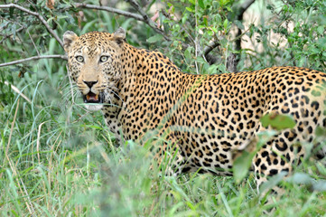 Fototapeta na wymiar Leopard at Kruger Park