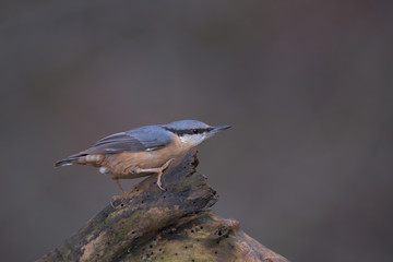 Eurasian nuthatch , Sitta europaea