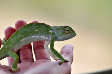 Chameleon on hand