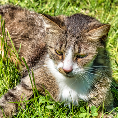 A young cat enjoying the sunshine in the garden.