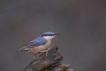 Eurasian nuthatch , Sitta europaea