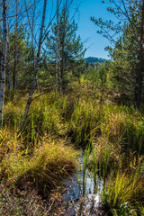 View on the peat bog witch trees during sunny day. Soumarské rašeliniště (peatbog/moorland) near Vimperk, Czech Republic