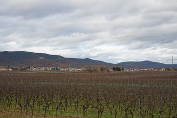 Fototapeta na wymiar Weinberglandschaft der Südlichen Weinstrasse im Herbst