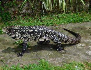 lizard overo in the rural area that invades the family home