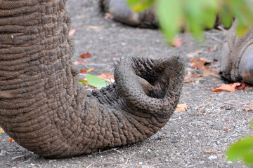Elephant trunk macro