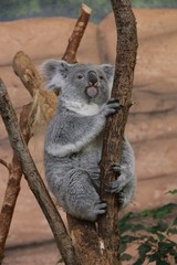 Koala © Nicolas ROCHETTE