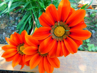 Orange Gazania next to others that blooms in spring
