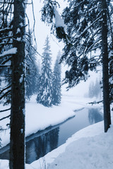 bosque nevado en un frio día de invierno