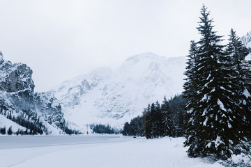 bosque nevado en un frio día de invierno