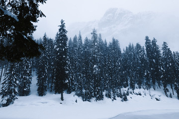 bosque nevado en un frio día de invierno
