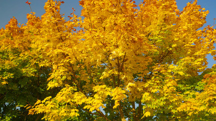 CLOSE UP: Beautiful shot of treetops changing colors on a sunny autumn day.