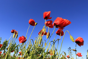 Obraz premium wild red poppy flowers