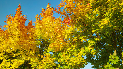 CLOSE UP: Beautiful autumn colored tree branches sway in the gentle breeze.