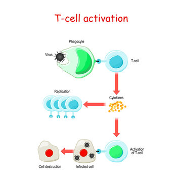 T cell Activation.