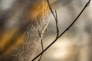 Spider on a wet web in autumn afternoon