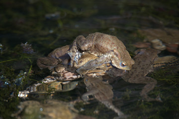 Common toad , Bufo bufo
