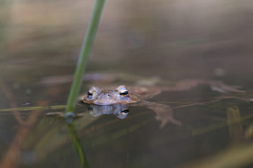 Common toad , Bufo bufo