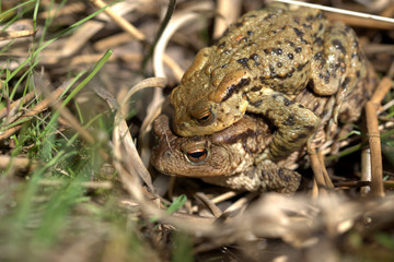 Common toad , Bufo bufo