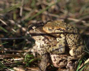 Common toad , Bufo bufo
