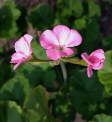 pink mallow flowers with green  leaves, Malva sylvestris, musk mallow 