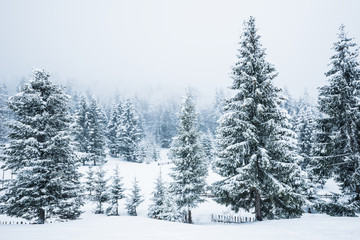 Obraz premium Bewitching stern panorama of tall fir trees
