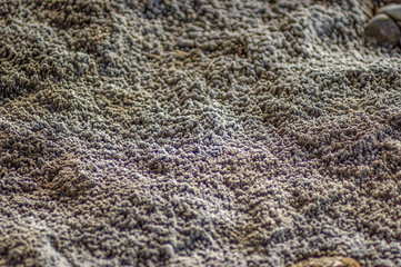 Crystallized salt at the bottom of the lake