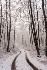 Forest of the Parks Sasso Simone e Simoncello during winter.