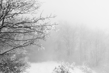 Forest of the Parks Sasso Simone e Simoncello during winter.