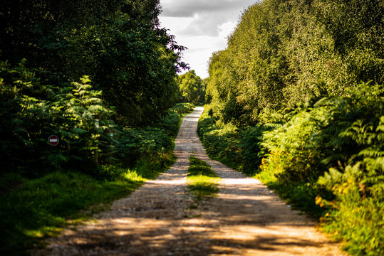 road surrounded by trees