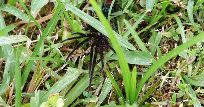 Tarantula Hawk Wasp (Pepsis sp.) dragging a tarantula. The wasp paralysed the tarantula with a sting, it is being dragged to its burrow, where it will lay an egg on the spider which will be devoured a