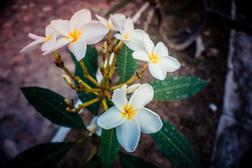 White flowers with yellow center in vintage tone