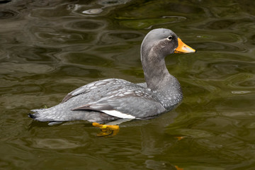 fuegian steamer duck on a lake