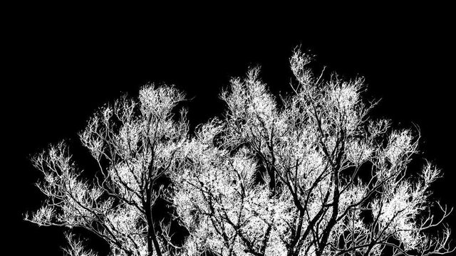 Tree crown swaying in the wind, black and white high contrast inverted video with engraving effect 