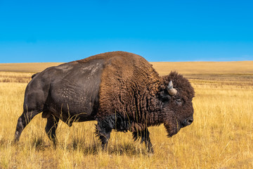 Wilde Amerikaanse buffel (Bison) op de graslanden van Antelope Island, Great Salt Lake, Utah, VS