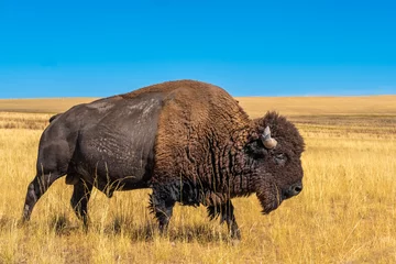 Fototapete Büffel Wilder amerikanischer Büffel (Bison) auf den Wiesen von Antelope Island, Great Salt Lake, Utah, USA