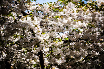 blooming cherry tree